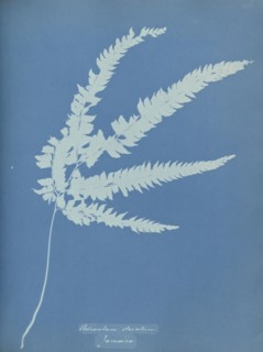 Adiantum striatum, Jamaica; Anna Atkins, British, 1799 - 1871, England; 1853; Cyanotype; 25.4 × 19.4 cm 10 × 7 5,8 in