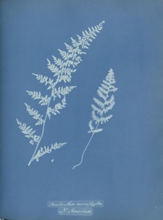 Cheilanthes microphylla, N. America; Anna Atkins, British, 1799 - 1871, England; 1853; Cyanotype; 25.4 × 19.4 cm 10 × 7 5,8 in