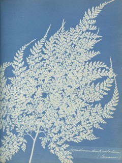 Aspidium denticulatum, Jamaica; Anna Atkins, British, 1799 - 1871, England; 1853; Cyanotype; 25.4 × 19.4 cm 10 × 7 5,8 in