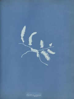 Lygodium volubile, Brazil; Anna Atkins, British, 1799 - 1871, England; 1853; Cyanotype; 25.4 × 19.4 cm 10 × 7 5,8 in