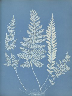 Ceylon, Sri Lanka, Anna Atkins, British, 1799 - 1871, England; 1853; Cyanotype; 25.4 × 19.4 cm 10 × 7 5,8 in