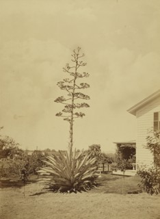 Century Plant, San Gabriel, Cal; Carleton Watkins, American, 1829 - 1916, San Gabriel, California, United States; about 1880