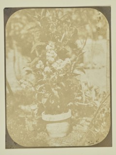 Potted Plant in a Garden; Hippolyte Bayard, French, 1801 - 1887, June 1849; Salted paper print; 16.2 x 12.2 cm