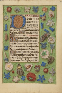 Decorated Initial D; Bruges, Belgium; about 1480 - 1485 ?; Tempera colors and gold on parchment; Leaf: 20.5 x 14.8 cm