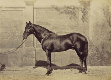 Étalon de pur sang anglais au Cte. Aguado; Louis-Jean Delton, French, 1807 - 1891, Paris, France; 1865; Albumen silver print