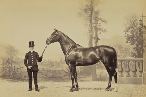 Jument de selle de la Princesse de Metternich; Louis-Jean Delton, French, 1807 - 1891, Paris, France; 1865; Albumen silver