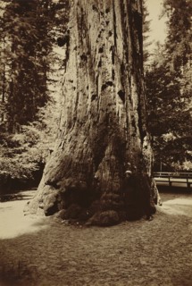 Redwood Tree, Santa Cruz, California; Carleton Watkins, American, 1829 - 1916, Santa Cruz, California, United States; 1880s