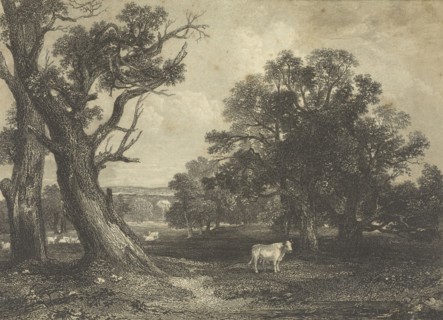 Pastoral Scene with Cows and Bulls; British; England; 1843 - 1845; Engraving; 11.7 x 16.8 cm, 4 5,8 x 6 5,8 in