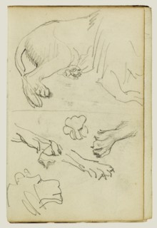 Various Studies of Lion Leg, Paws and Head; Théodore Géricault, French, 1791 - 1824, 1812 - 1814; Graphite; 15.2 x 10.6 cm
