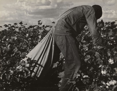 Stoop Labor in Cotton Field, San Joaquin Valley, California; Dorothea Lange, American, 1895 - 1965, 1938; Gelatin silver print