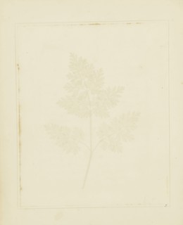 Leaf of a Plant; William Henry Fox Talbot, English, 1800 - 1877, Reading, England; 1844; Salted paper print from a paper