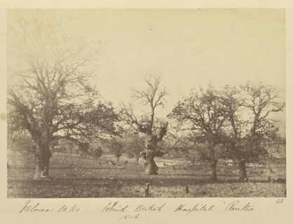 Valonea Oaks behind British Hospital Renkioi; John Kirk, Scottish, 1832 - 1922, Renkioi, Turkey; 1856; Albumen silver print