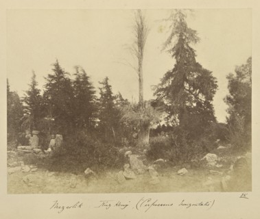 Mezarlik illegible, Cupressus horizontalis, John Kirk, Scottish, 1832 - 1922, Turkey; 1855 - 1856; Albumen silver print