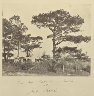 Pine Trees, Heights above Renkioi with Greek Chapel; John Kirk, Scottish, 1832 - 1922, Renkioi, Turkey; 1856; Albumen silver