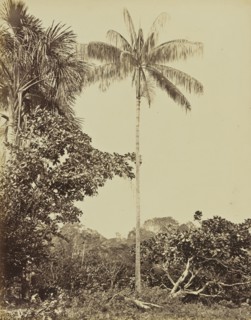 Le Palmier Assai; Albert Frisch, German, 1840 - 1918, Brazil; about 1867; Albumen silver print