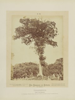 Tinambucca; Albert Frisch, German, 1840 - 1918, Brazil; about 1867; Albumen silver print