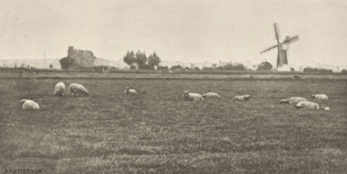 A Grey Day Pastoral; Peter Henry Emerson, British, born Cuba, 1856 - 1936, London, England; 1887; Photogravure; 8.1 x 16.4 cm