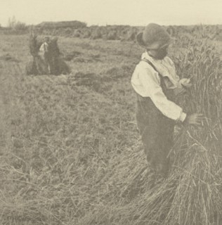 Shocking Corn. Norfolk; Peter Henry Emerson, British, born Cuba, 1856 - 1936, London, England; 1888; Photogravure; 16.7 x 16.4