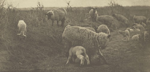 A March Pastoral. Suffolk; Peter Henry Emerson, British, born Cuba, 1856 - 1936, London, England; 1888; Photogravure