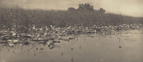 Water-Lillies; Peter Henry Emerson, British, born Cuba, 1856 - 1936, London, England; 1886; Platinum print; 12.4 x 28.3 cm