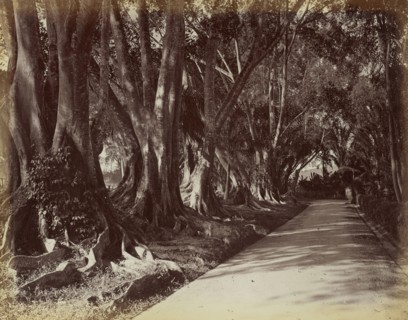 Peradeniya Botanical Garden; Ceylon; 1870s - 1890s; Albumen silver print