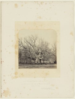 Old Pollard Oak at Forest Gate; James Sinclair, fourteenth earl of Caithness, British, 1821 - 1881, William Bambridge British