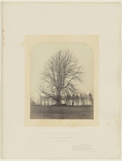 Great Beech on Manor Hill; James Sinclair, fourteenth earl of Caithness, British, 1821 - 1881, William Bambridge British, 1819