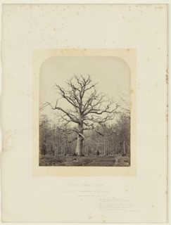 Queen Anne's Oak; James Sinclair, fourteenth earl of Caithness, British, 1821 - 1881, William Bambridge British, 1819 - 1879