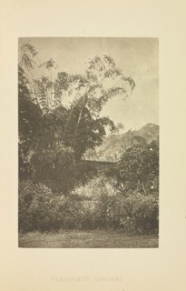 Peradeniya Gardens; Henry W. Cave, English, 1854 - 1913, Sri Lanka; about 1890; Photogravure; 8.7 × 5.8 cm