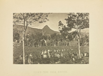 Adam's Peak, from Kintyre; Henry W. Cave, English, 1854 - 1913, Sri Lanka; about 1890; Photogravure; 5.9 × 8.8 cm