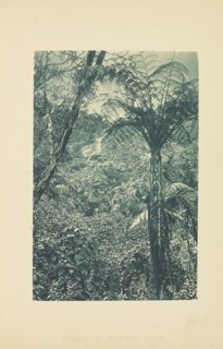 Jungle at Nuwara Eliya; Henry W. Cave, English, 1854 - 1913, Sri Lanka; about 1890; Photogravure; 8.8 × 5.8 cm