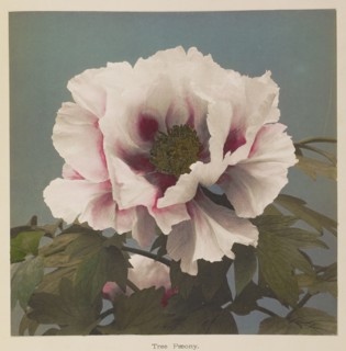Tree Pæony; Kazumasa Ogawa, Japanese, 1860 - 1929, Yokohama, Japan; 1896; Hand-colored collotype; 21.7 x 21.7 cm