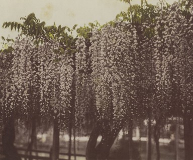 Wistaria Chinensis; Kazumasa Ogawa, Japanese, 1860 - 1929, Yokohama, Japan; 1896; Hand-colored collotype; 23.5 x 28
