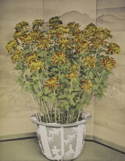 Chrysanthemum; Kazumasa Ogawa, Japanese, 1860 - 1929, Yokohama, Japan; 1896; Hand-colored collotype; 27.1 x 21.3 cm