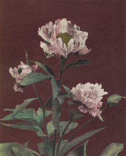 Hærdaceous Pæony; Kazumasa Ogawa, Japanese, 1860 - 1929, Yokohama, Japan; 1896; Hand-colored collotype; 25.7 x 20.8