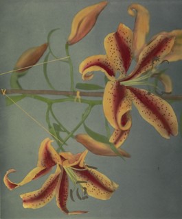 Lily; Kazumasa Ogawa, Japanese, 1860 - 1929, Yokohama, Japan; 1896; Hand-colored collotype; 22.2 x 26.8 cm