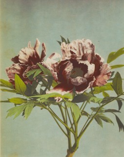 Tree Pæony; Kazumasa Ogawa, Japanese, 1860 - 1929, Yokohama, Japan; 1896; Hand-colored collotype; 27.3 x 21.6 cm