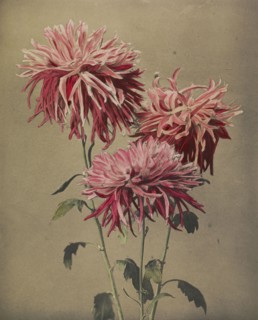 Asa-dsuma-bune; Kazumasa Ogawa, Japanese, 1860 - 1929, Yokohama, Japan; 1896; Hand-colored collotype; 27.6 x 22.7 cm