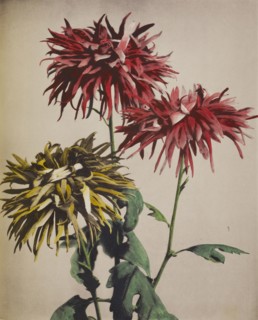 Chrysanthemum; Kazumasa Ogawa, Japanese, 1860 - 1929, Yokohama, Japan; 1896; Hand-colored collotype
