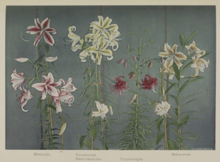 Lily; Kazumasa Ogawa, Japanese, 1860 - 1929, Yokohama, Japan; 1896; Hand-colored collotype; 18.1 x 26.4 cm