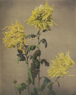 Ku-moi-sakura; Kazumasa Ogawa, Japanese, 1860 - 1929, Yokohama, Japan; 1896; Hand-colored collotype