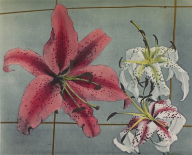 Lily; Kazumasa Ogawa, Japanese, 1860 - 1929, Yokohama, Japan; 1896; Hand-colored collotype; 21.3 x 26 cm