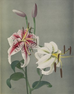 Lily; Kazumasa Ogawa, Japanese, 1860 - 1929, Yokohama, Japan; 1896; Hand-colored collotype; 29.1 x 23 cm