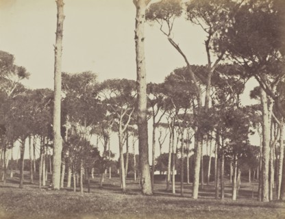 Stone Pine Grove, Villa Pamfili Doria, Rome; Mrs. Jane St. John, British, 1803 - 1882, Rome, Italy; 1856 - 1859; Albumen silver