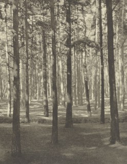 Fir Woods, Copsham; Frederick H. Evans, British, 1853 - 1943, London, England; negative 1909; print 1911; Photogravure