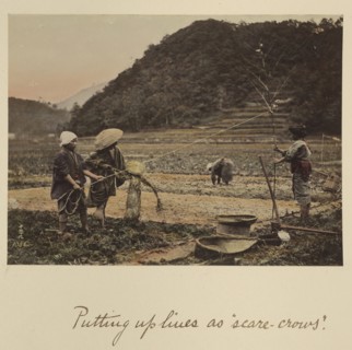 Putting up lines as scare-crows; Shinichi Suzuki, Japanese, 1835 - 1919, Japan; about 1873 - 1883; Hand-colored Albumen silver