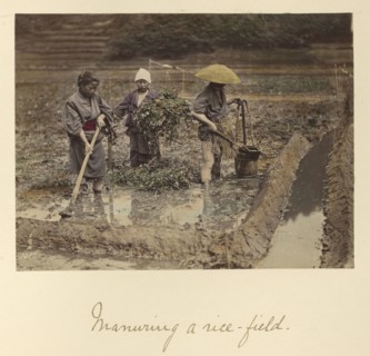 Manuring a rice-field; Shinichi Suzuki, Japanese, 1835 - 1919, Japan; about 1873 - 1883; Hand-colored Albumen silver print
