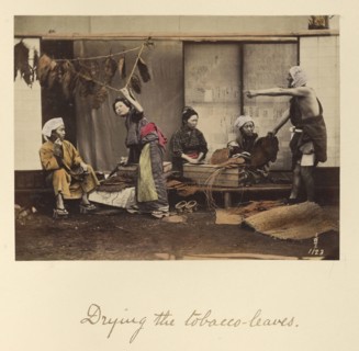 Drying the Tobacco Leaves; Shinichi Suzuki, Japanese, 1835 - 1919, Japan; about 1873 - 1883; Hand-colored Albumen silver print