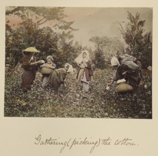 Gathering, Picking, the Cotton; Shinichi Suzuki, Japanese, 1835 - 1919, Japan; about 1873 - 1883; Hand-colored Albumen silver
