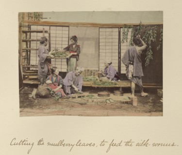Cutting the Mulberry Leaves; Shinichi Suzuki, Japanese, 1835 - 1919, Japan; about 1873 - 1883; Hand-colored Albumen silver